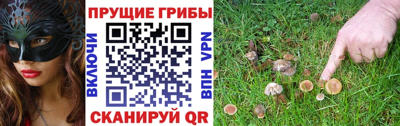Галлюциногенные грибы Magic Shrooms где купить наркоту Цивильск